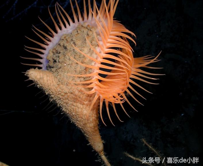 世界上十大最怪异的海洋生物,十种奇特的海洋生物