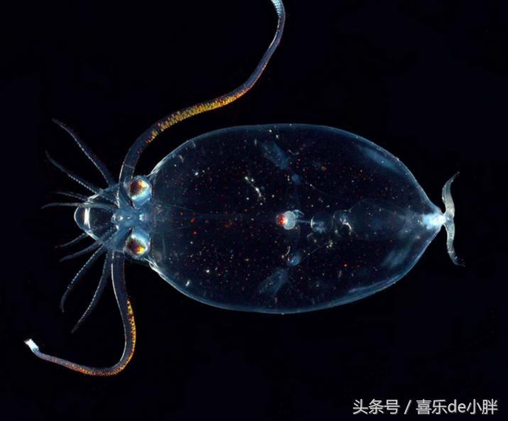 世界上十大最怪异的海洋生物,十种奇特的海洋生物