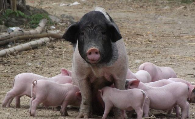 母猪不喂猪仔怎么办,母猪不喂小猪奶是什么原因