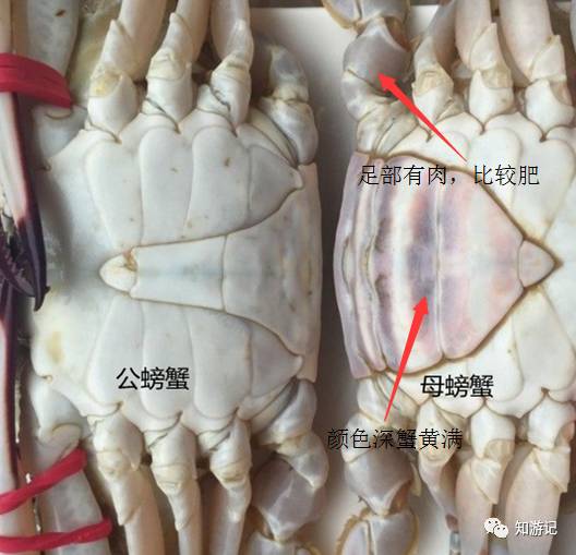 秦皇岛海鲜大排档,秦皇岛海鲜美食攻略