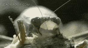 爆笑虫子和螳螂,螳螂昆虫搞笑视频