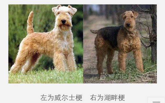 狗狗品种收集大全,收藏狗狗