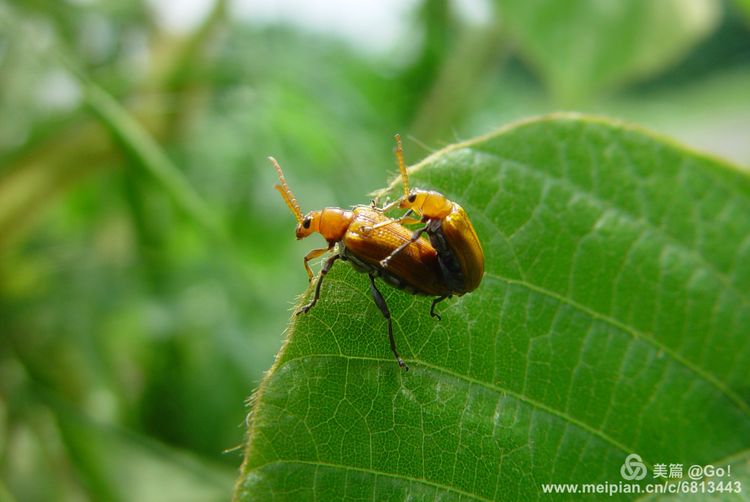 微距镜头下的昆虫视角,微距下的昆虫摄影