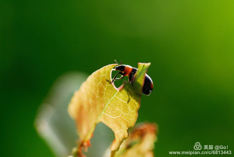微距镜头下的昆虫视角,微距下的昆虫摄影