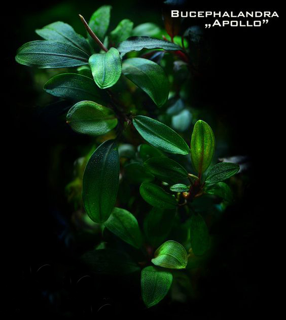 水族辣椒榕,水族朋友圈