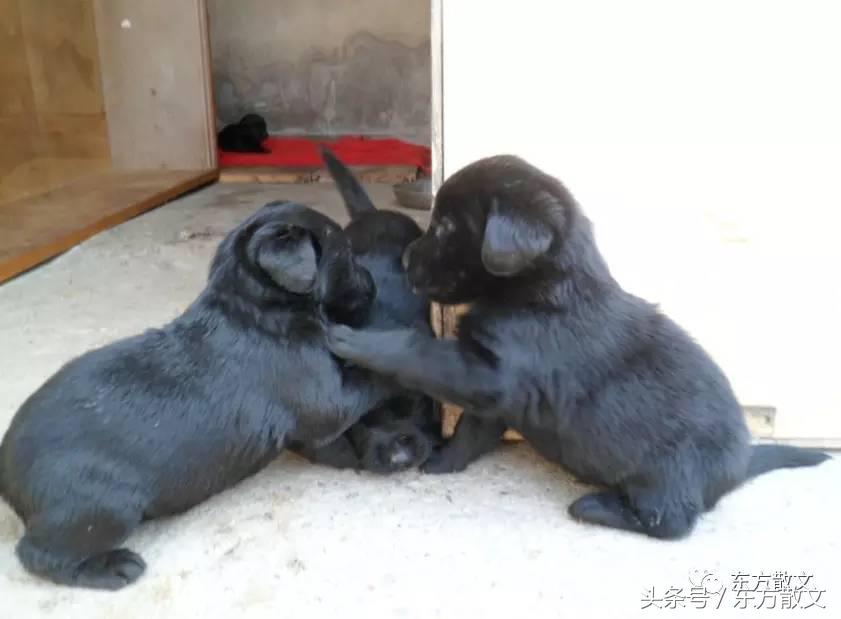 那些感人的小狗的一生,从狗肉馆里死里逃生的小狗