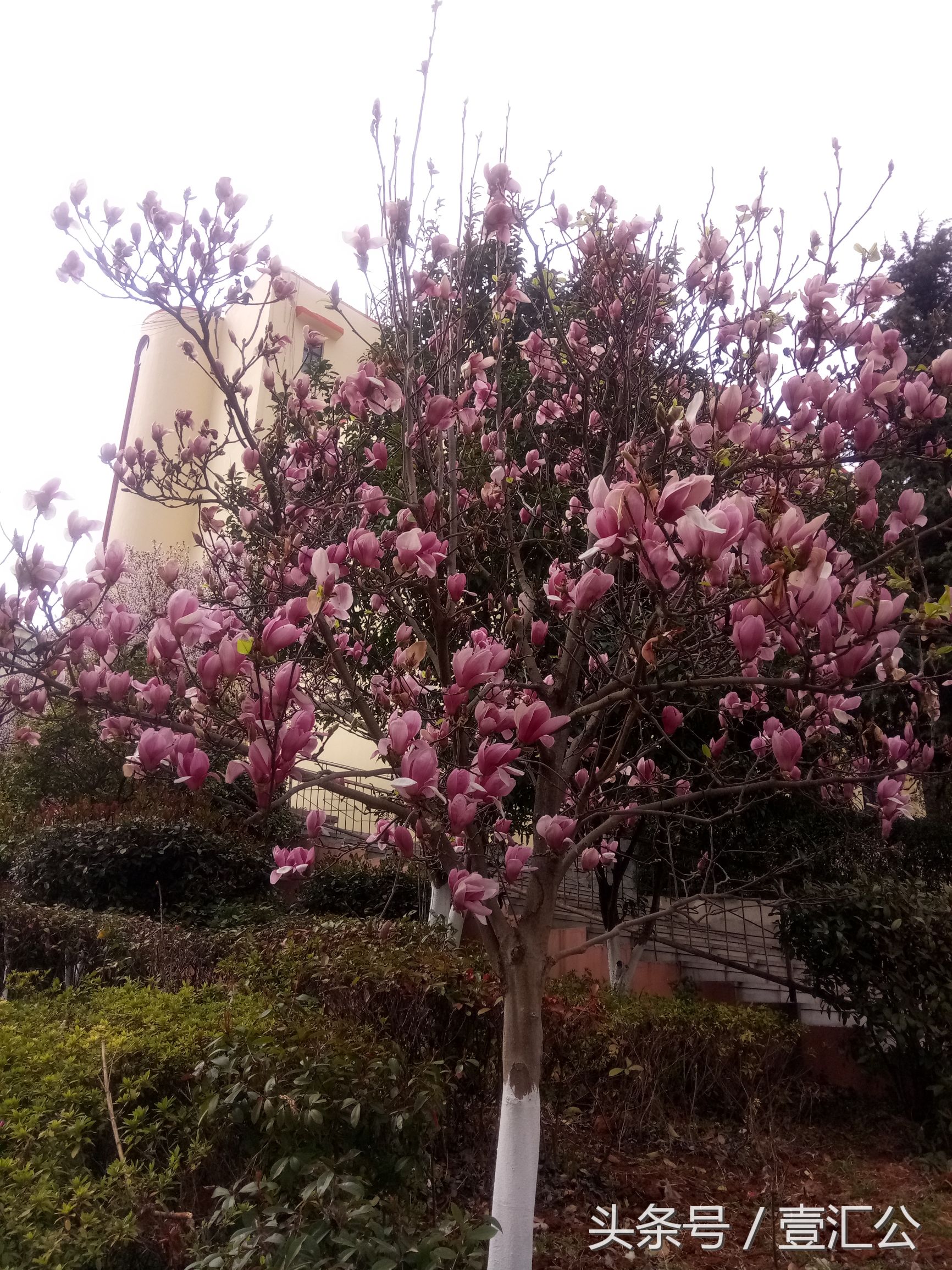 少小离家老大回的情景,少小离家老大回不是乡音未改吗