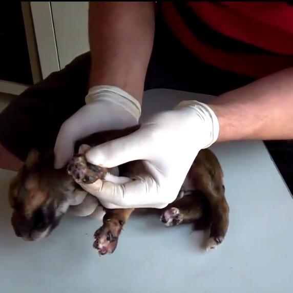 狗狗身上很多小虫子一定要剃毛吗,狗狗身上挤出黑色分泌物