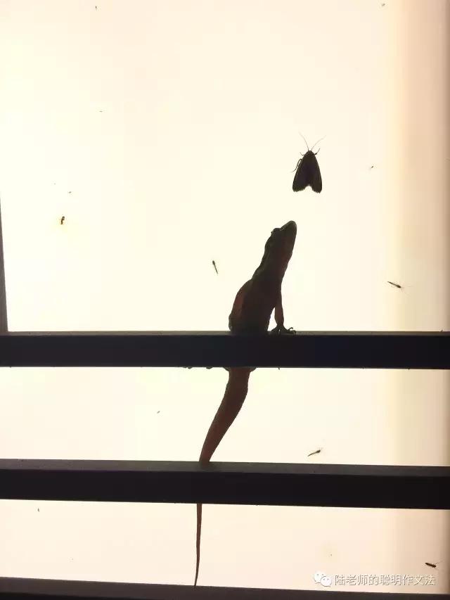 陆生作谈写作技巧,陆生作作文训练二十课