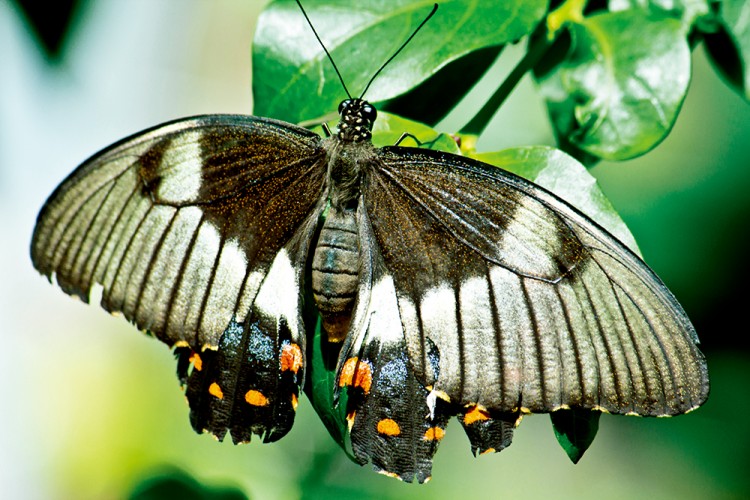 西双版纳3小时可以去哪,西双版纳五小时