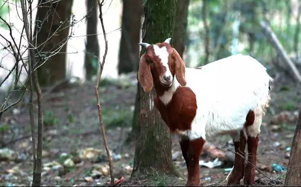 瀹炲脊鐙╃寧鏃呮父,鍥藉唴鐙╃寧涔嬫梾