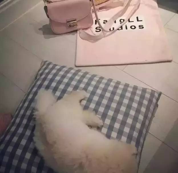 我有犬瘟，但感谢有你！