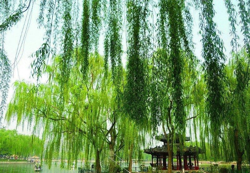 「诗词原创」陈天恩|空房独自频观月一寸相思几断肠?