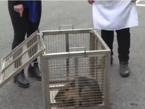 今朝上海｜闻臭师、遛娃师、衣橱整理师……这些奇葩职业的收入竟然那么高！也许你也隐藏着某些赚钱技能哦~