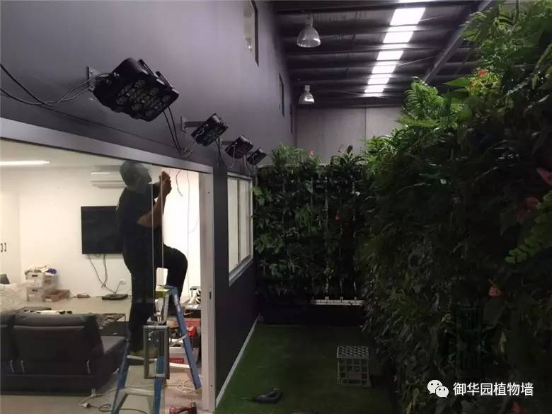 植物补光灯效果图大全,稀罕植物