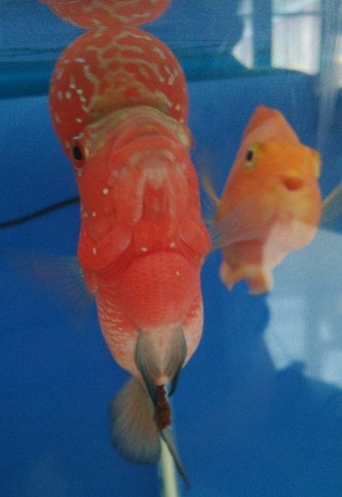 罗汉鱼生病的症状,罗汉鱼长得慢是什么原因