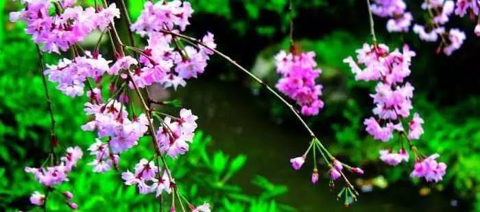 春风如贵客一到便繁华作文赏析,春风如贵客一到便繁华原文