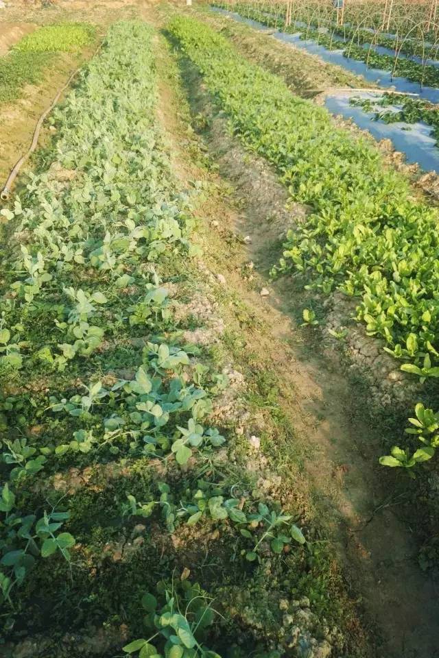 南宁适合春游前十个地方,南宁踏青去哪儿