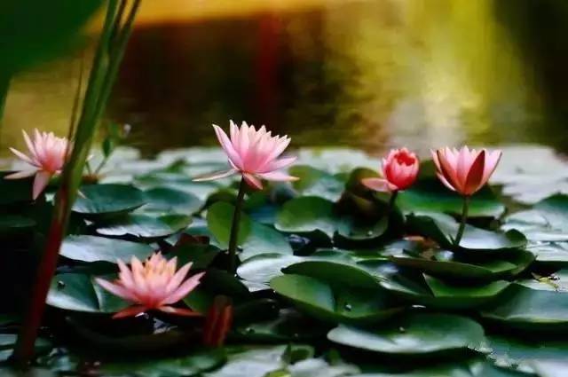 你,为什么离不开石柱!