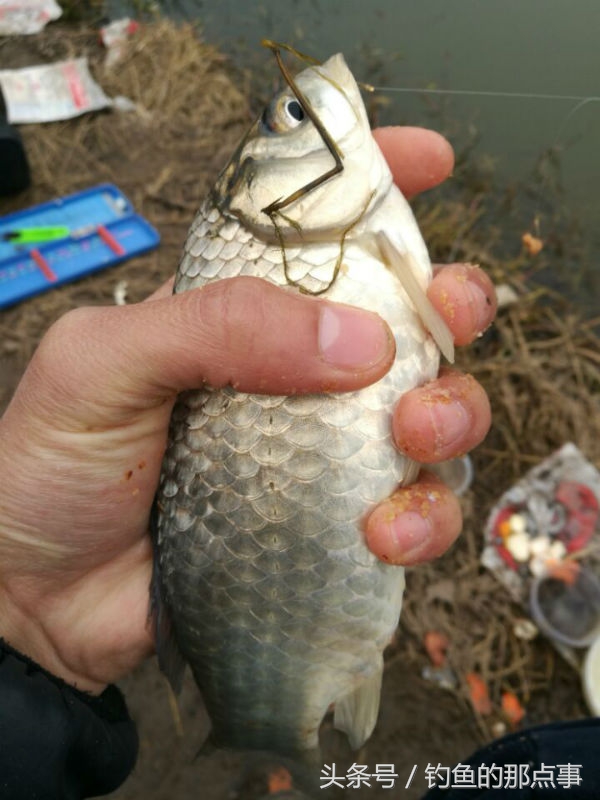 杂鱼怎么做效果最好,杂鱼加锅贴