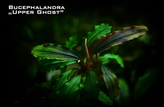 水族辣椒榕,水族朋友圈