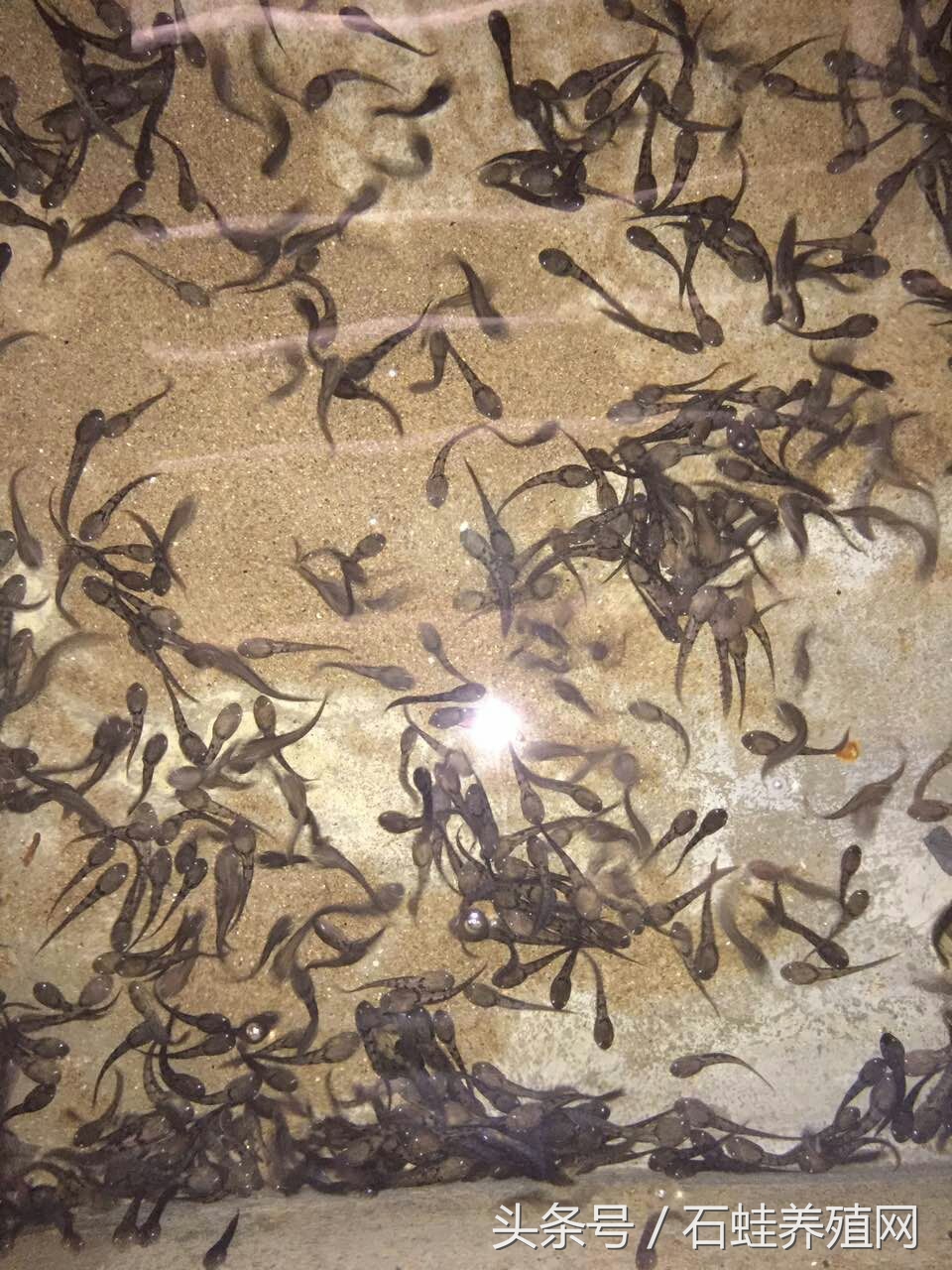 石蛙适合养殖海拔高度,石蛙养殖海拔多少最好