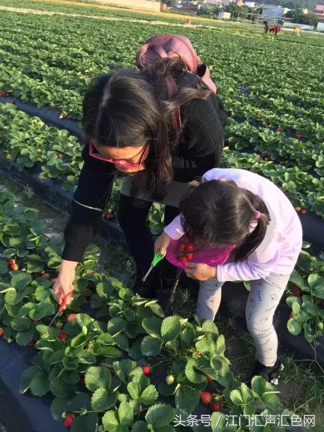 江门草莓采摘园在哪里,草莓采摘园人满为患