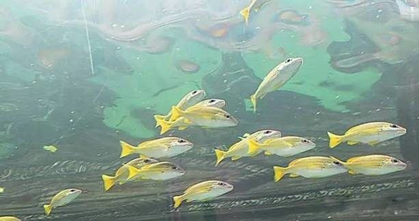 野钓用什么鱼窝最好,野钓鱼怎么选位置最佳