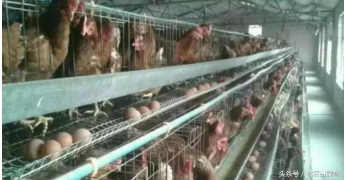 养鸡不产蛋怎么办,养鸡产蛋达不到的高峰