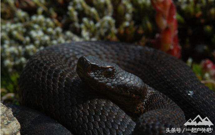 野外被毒蛇咬了如何自救,在野外被毒蛇咬伤正确的治疗方法