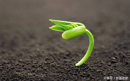 爱之徘徊(散文诗一组)