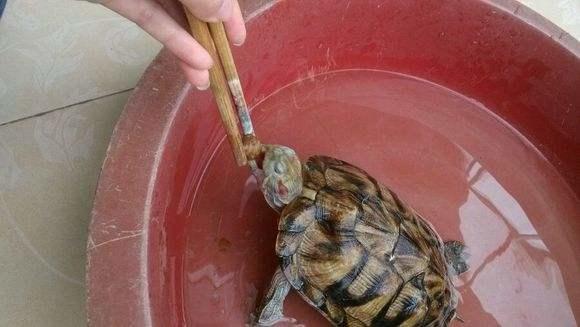 乌龟伸头拒食四肢无力不排便,拒水拒食的乌龟怎么补充蛋白质