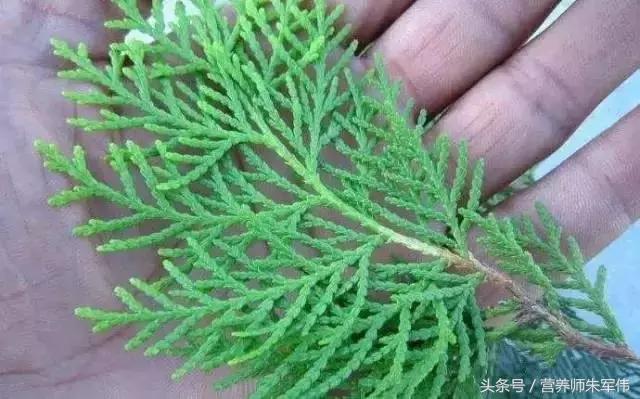 农村不花一分钱的食物,农村不值钱的树叶