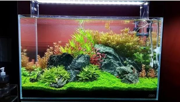 坏水质,草缸水质都要注意哪些