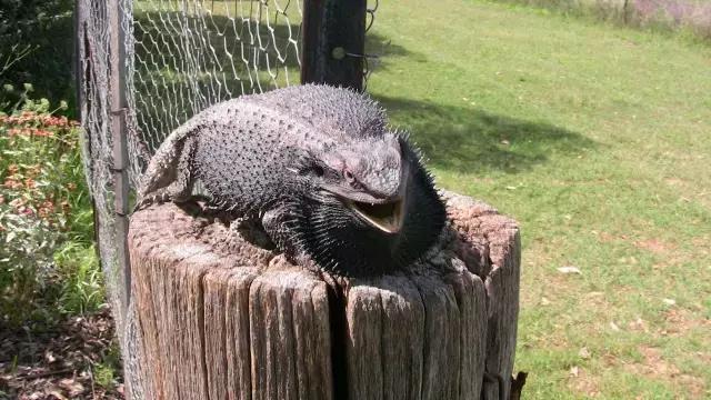 黑色鬃毛的狮子厉害吗,黑色鬃狮蜥