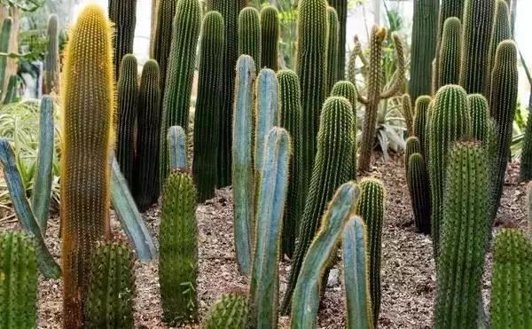 人类未来的重要食物是什么,美国十大未来食物