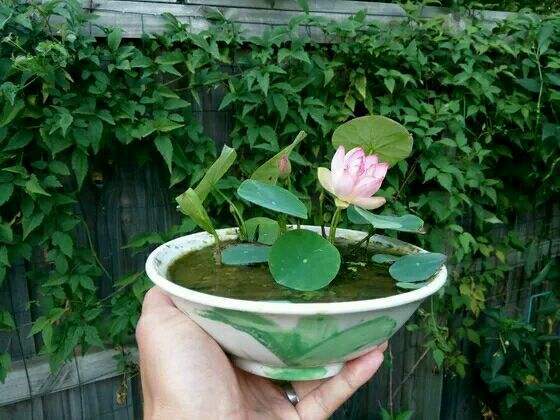 适合在家养的水生植物,家中养什么水生植物比较好养