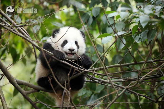 中国十大最火的外国网红,抖音百万网红姐弟抱大腿