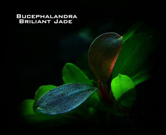 水族辣椒榕,水族朋友圈