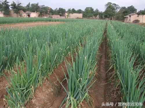 常吃大葱优缺点,吃大葱对女人的好处