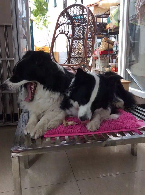 边牧这种狗到底有多聪明,边牧的智商真的有6-8岁那么高吗