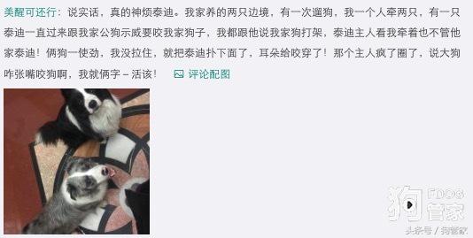 泰迪被大狗咬死了要怎么处理,泰迪狗被大白狗咬死了有什么预兆