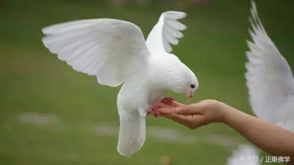 怎么请走苍蝇,怎么请人上门灭虫