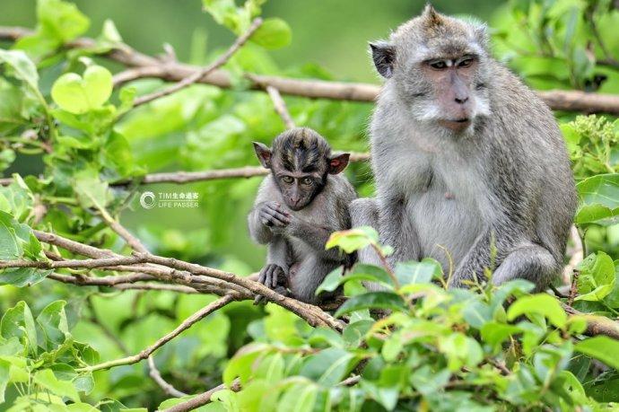 巴厘岛情人崖猴子,巴厘岛最美情人崖