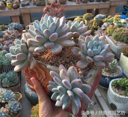 新手对多肉的忠告,多肉新手入门感受