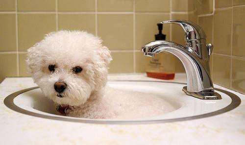 贵宾犬怎么饲养,贵宾犬如何饲养好