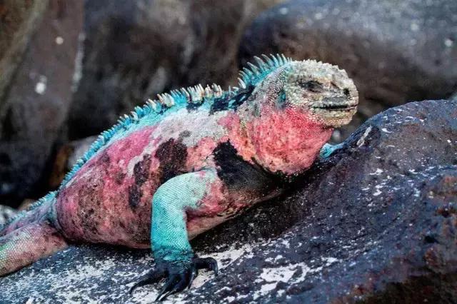 这才是旅行的样子,从亚洲至南美洲,他比我们多了点勇气和决心