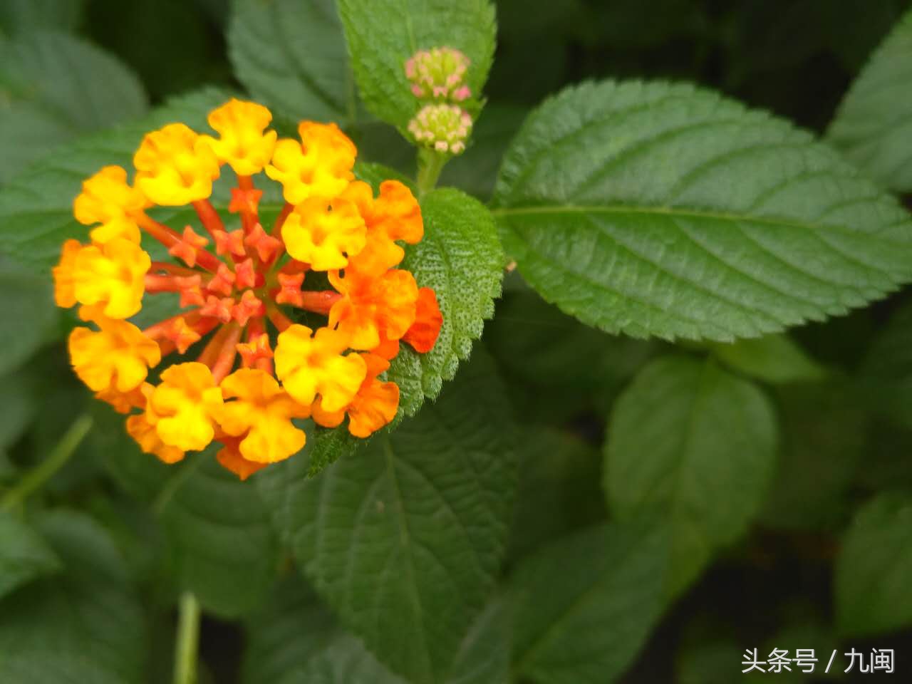 利用微信如何进行营销推广,如何利用微信营销推广自己