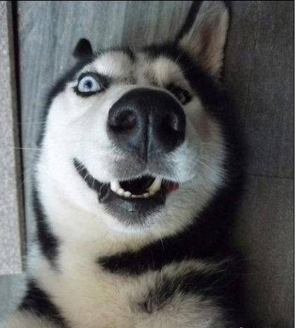 世界上最贵的狗狗排名,世界上最受欢迎的狗狗是什么狗