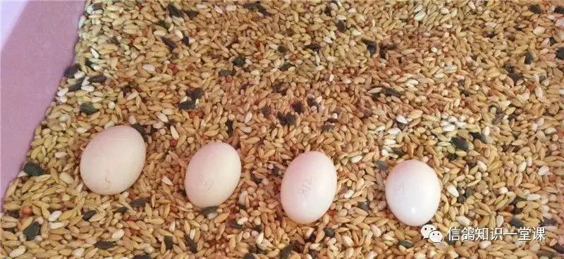 新手前期配对技巧是什么,新手前期应该怎么配队